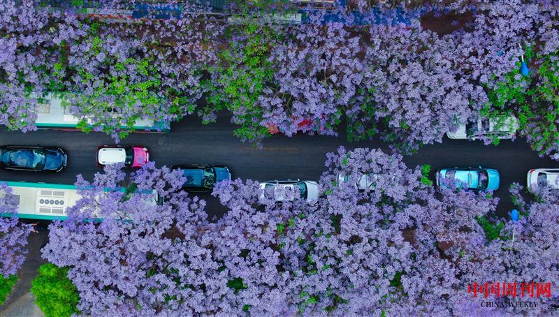 攝圖網(wǎng)_501583342_春天昆明校場路藍花楹（企業(yè)商用）.jpg
